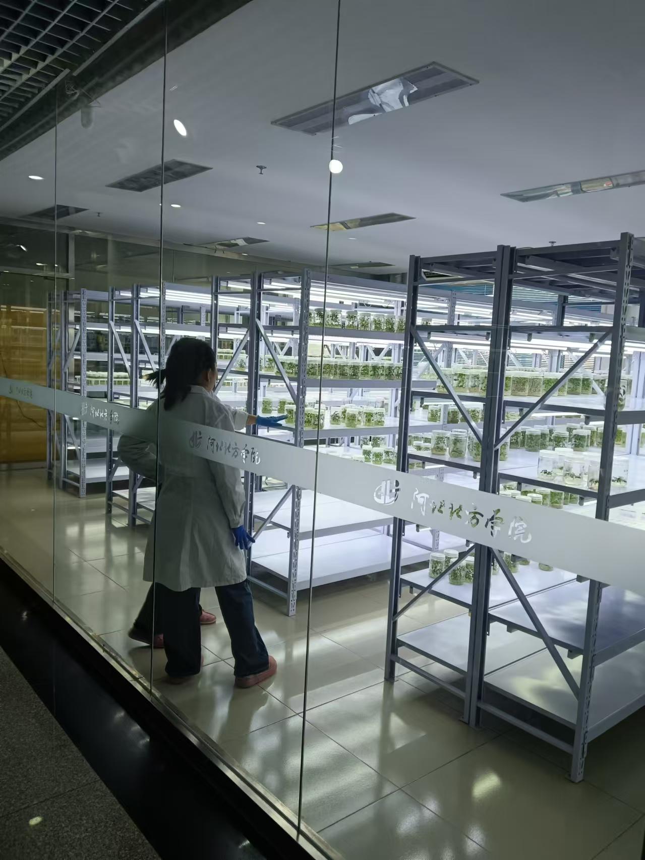 正定植物组培室设计的基本布局有哪些？