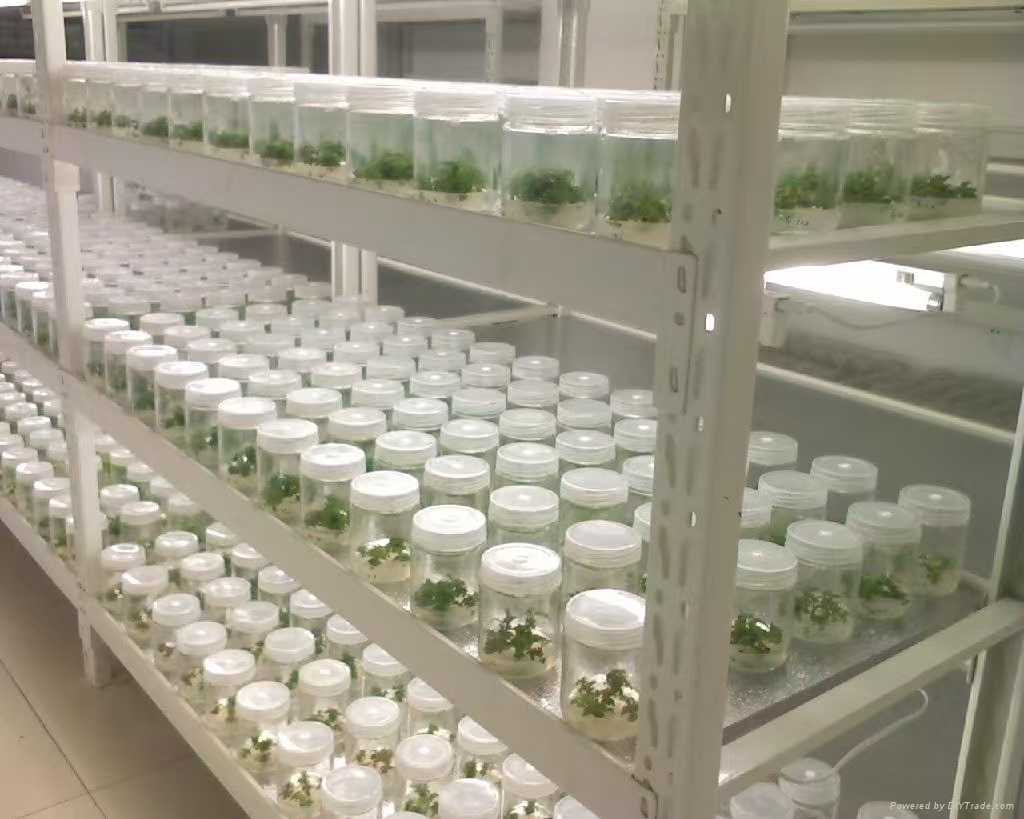 正定组培实验室应该如何布局